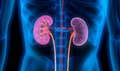 kidney-functions